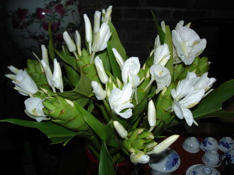 Imagem de Hedychium coronarium J. Koenig