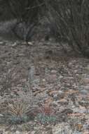 Image of Thelocactus hexaedrophorus subsp. lloydii (Britton & Rose) N. P. Taylor