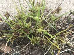 Image of bearded flatsedge