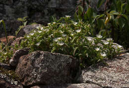 Image of Delosperma steytlerae L. Bol.