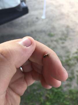 Image of Parenthesis Lady Beetle