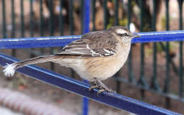 Image of Chalk-browed Mockingbird