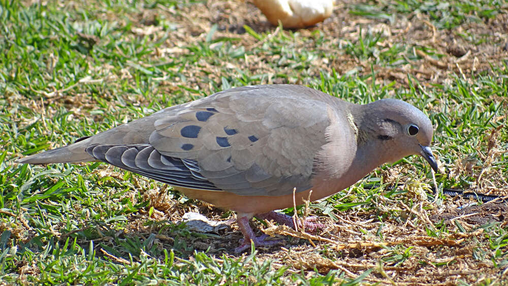 Imagem de Zenaida auriculata (Des Murs 1847)