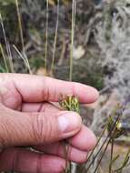 Image of Centella thesioides