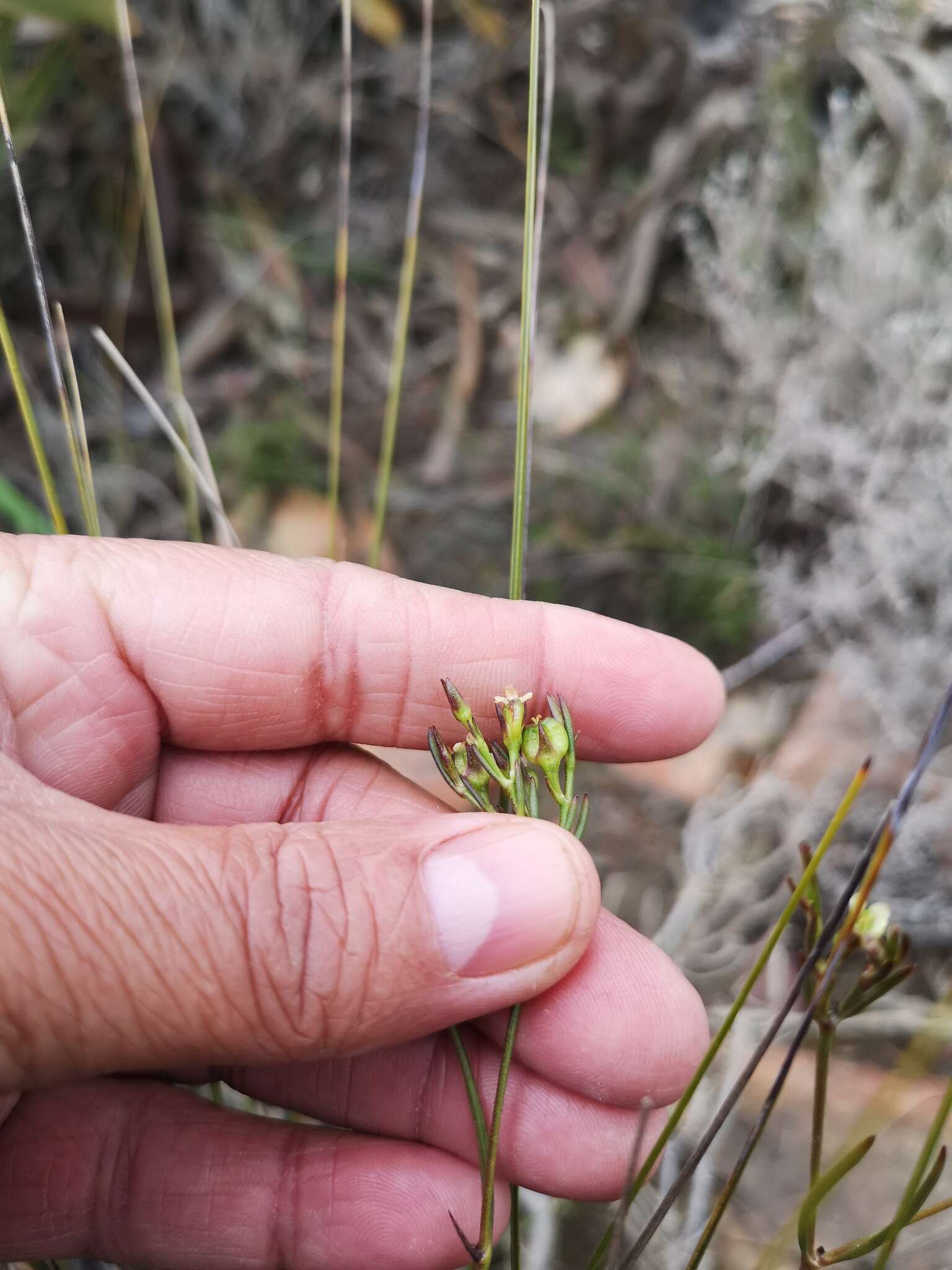 Image of Centella thesioides