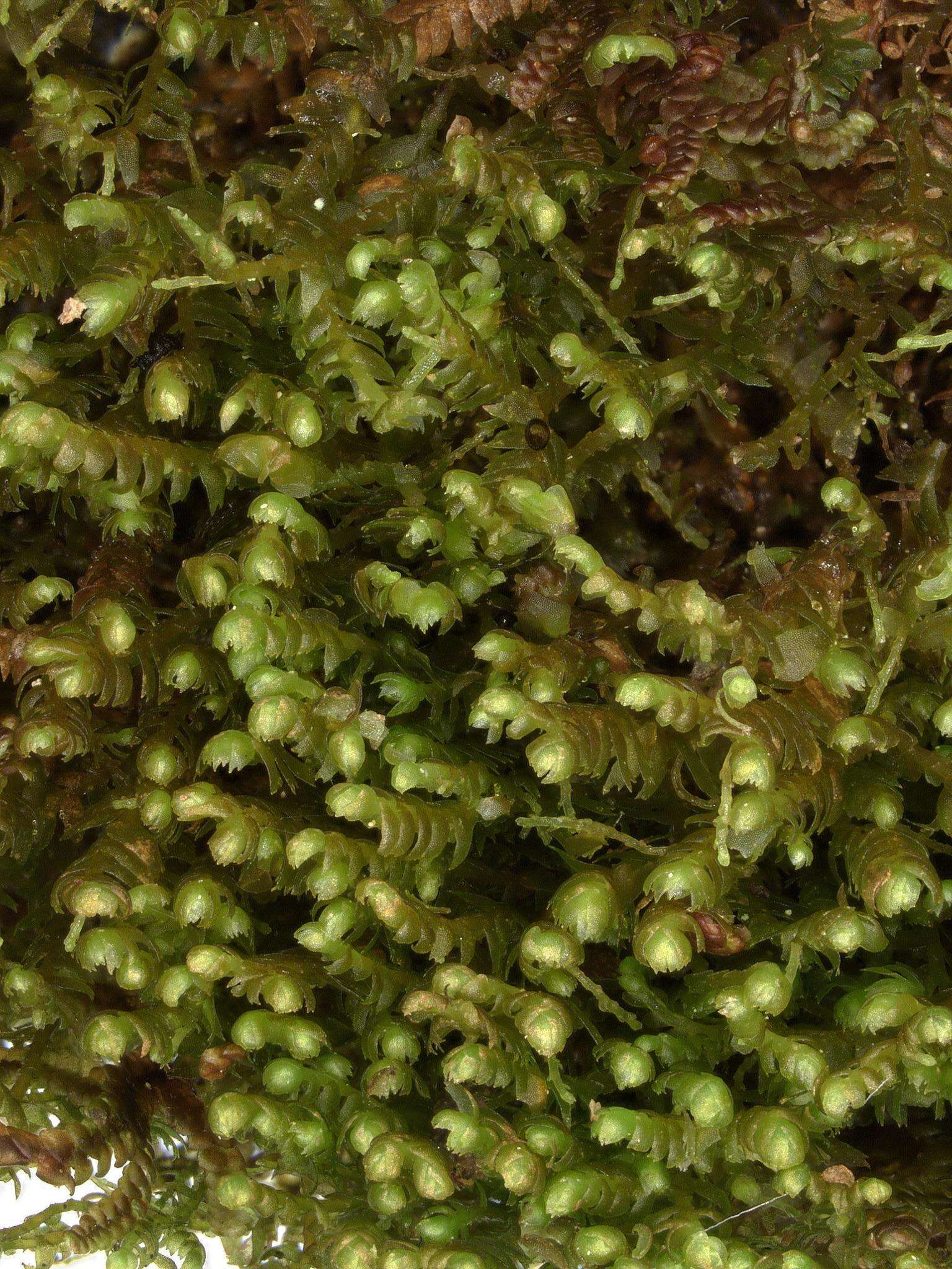 Image of Bazzania flaccida (Dumort.) Grolle