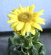 Image of common sunflower