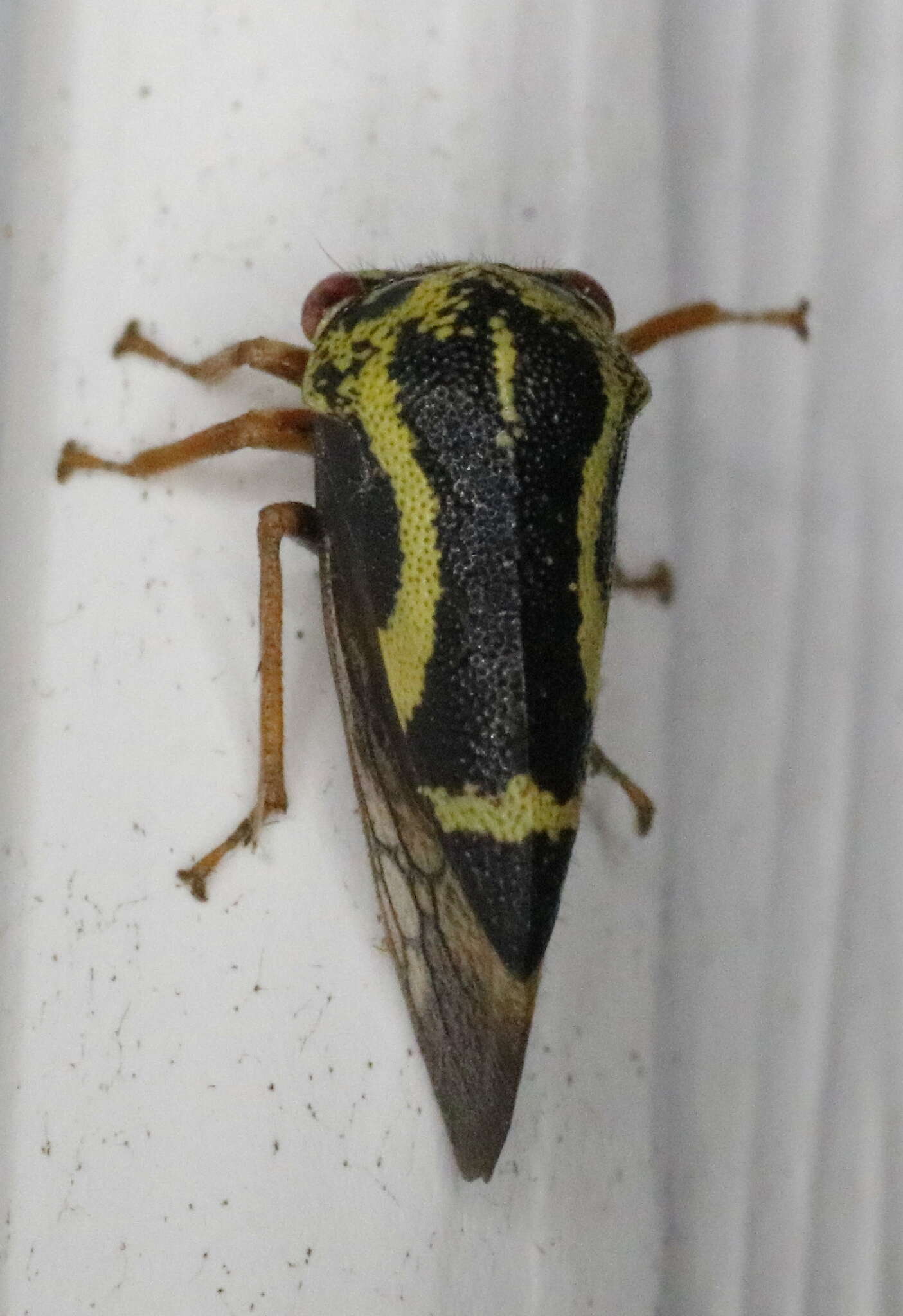 Image of Ophiderma flava Goding