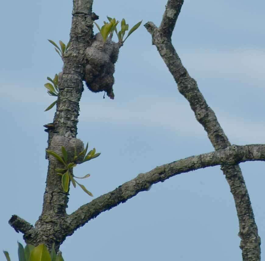 Imagem de Myrmecodia beccarii Hook. fil.