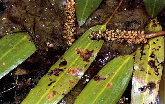 Image of Loddon Pondweed