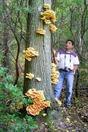 Image of Bracket Fungus