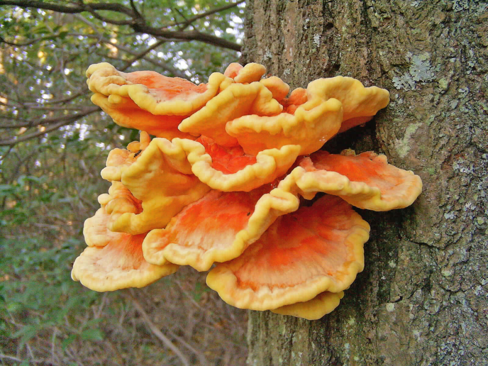 Image of Bracket Fungus