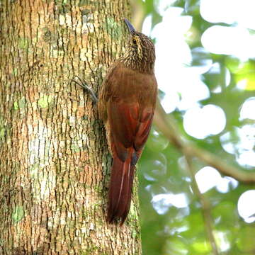 Image of Planalto Woodcreeper