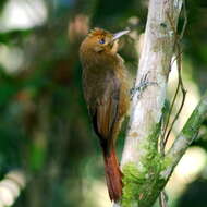 Image of Plain-winged Woodcreeper