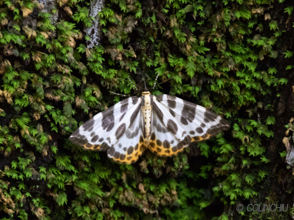 Plancia ëd Gandaritis whitelyi (Butler 1878)