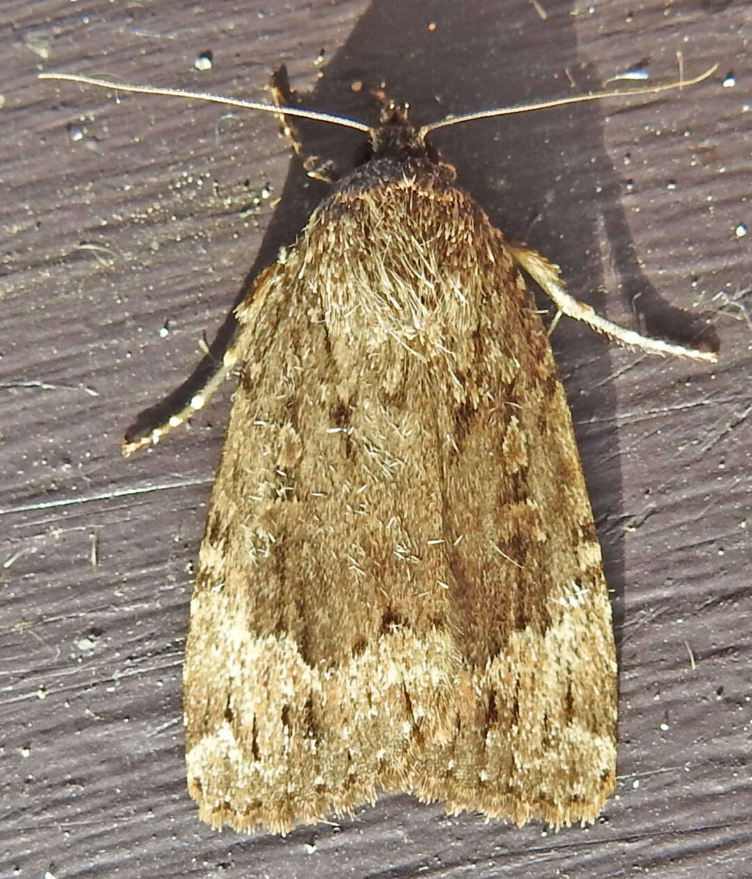 Image of Copper Underwing