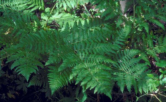 Image of Bracken