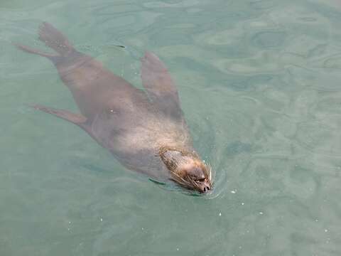 Image of Cape fur seal