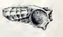 Image de Cyclostrema Marryat 1819