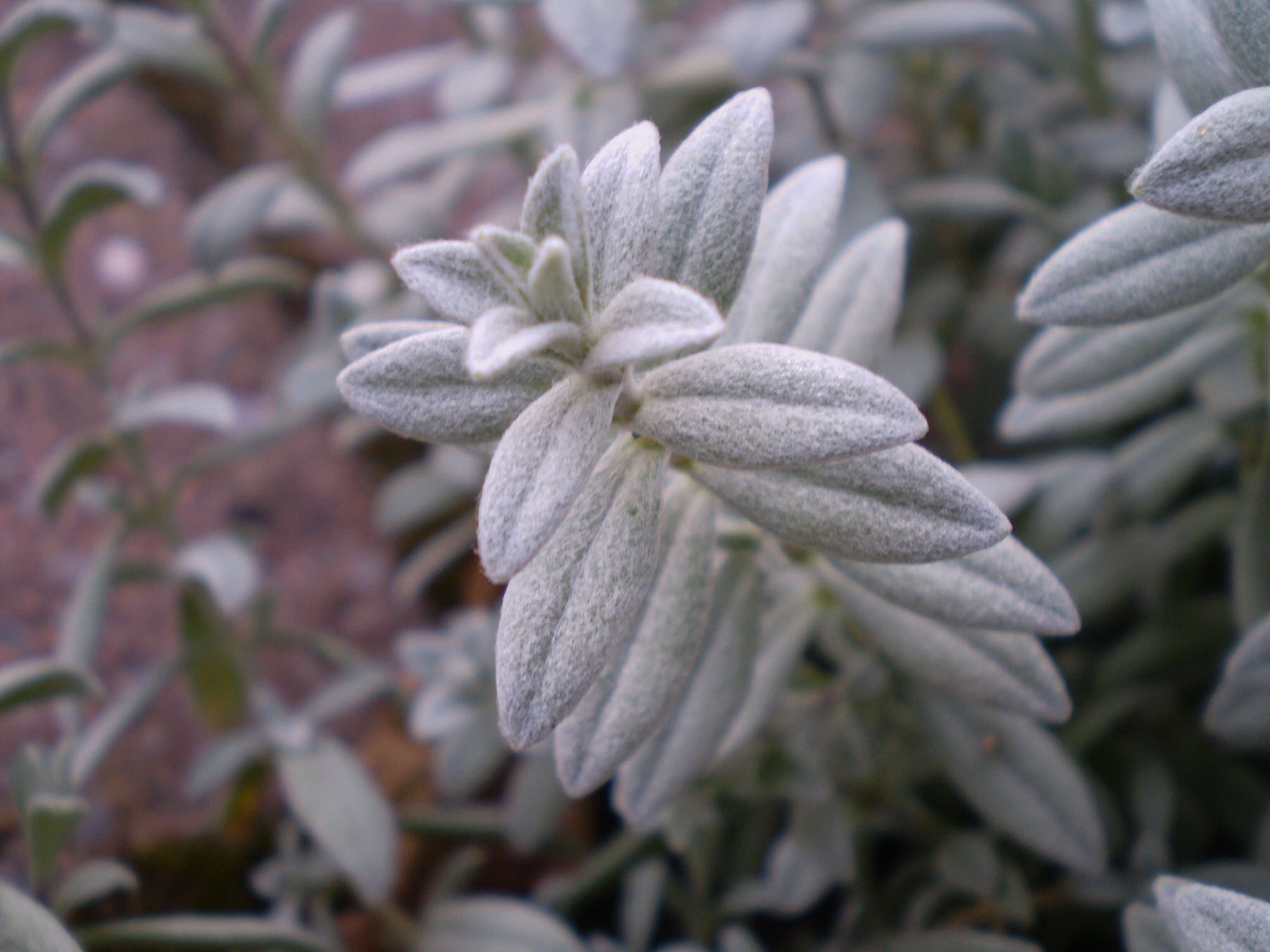 Image of Snow-in-summer