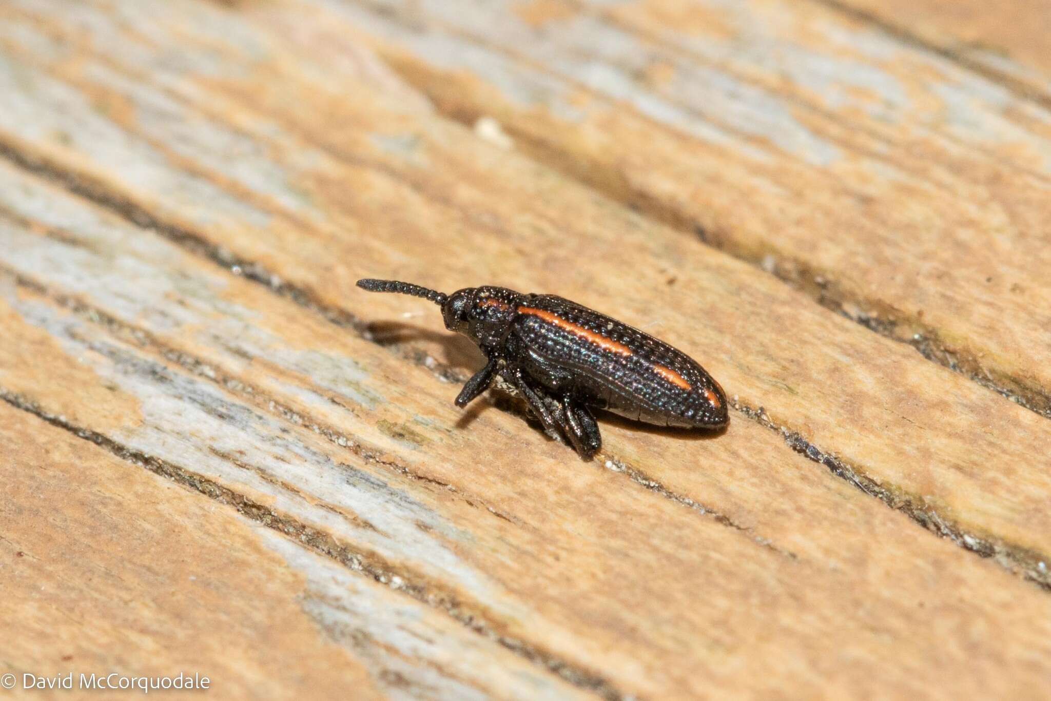 Image of Microrhopala xerene (Newman 1838)