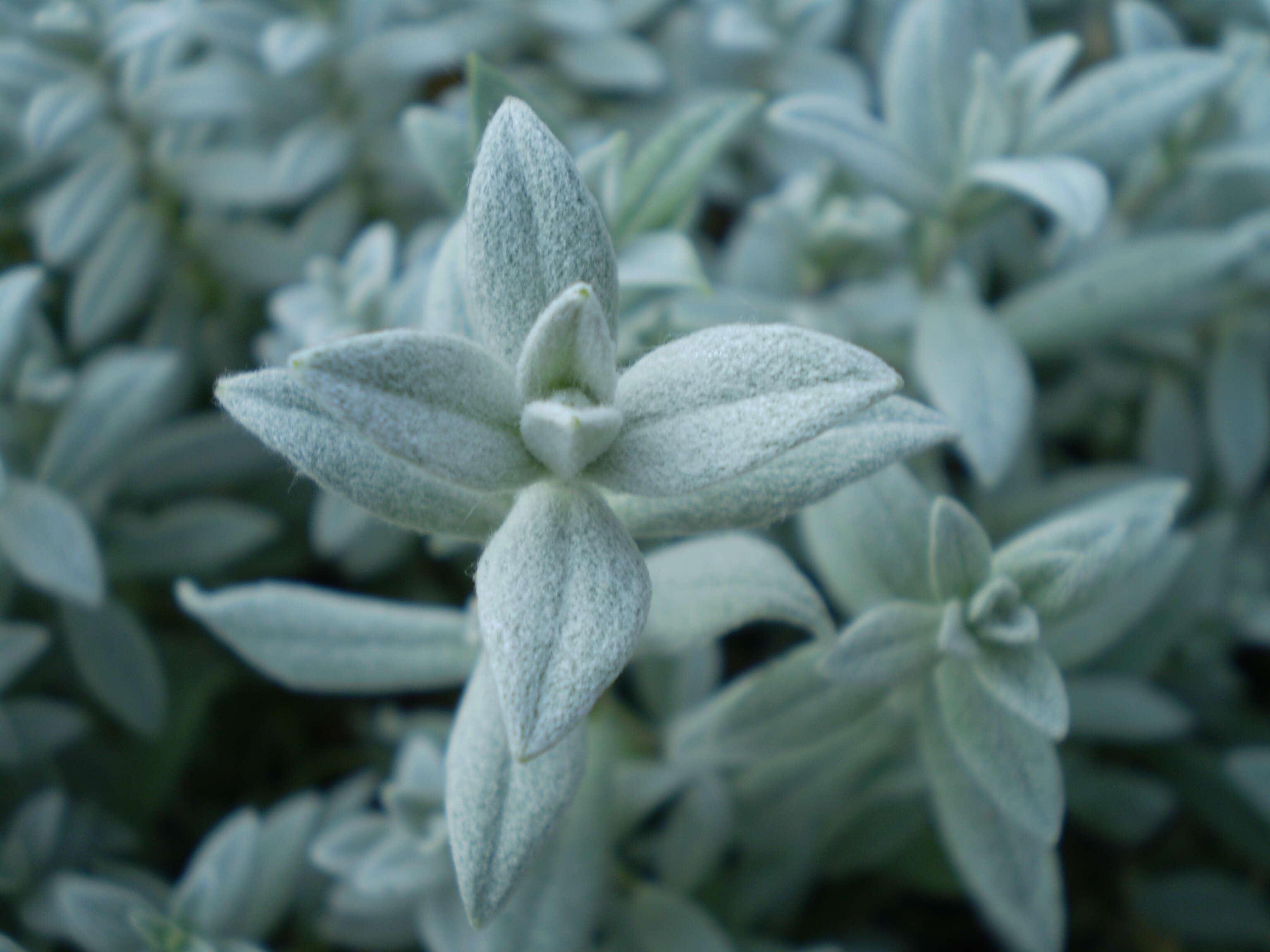 Image of Snow-in-summer