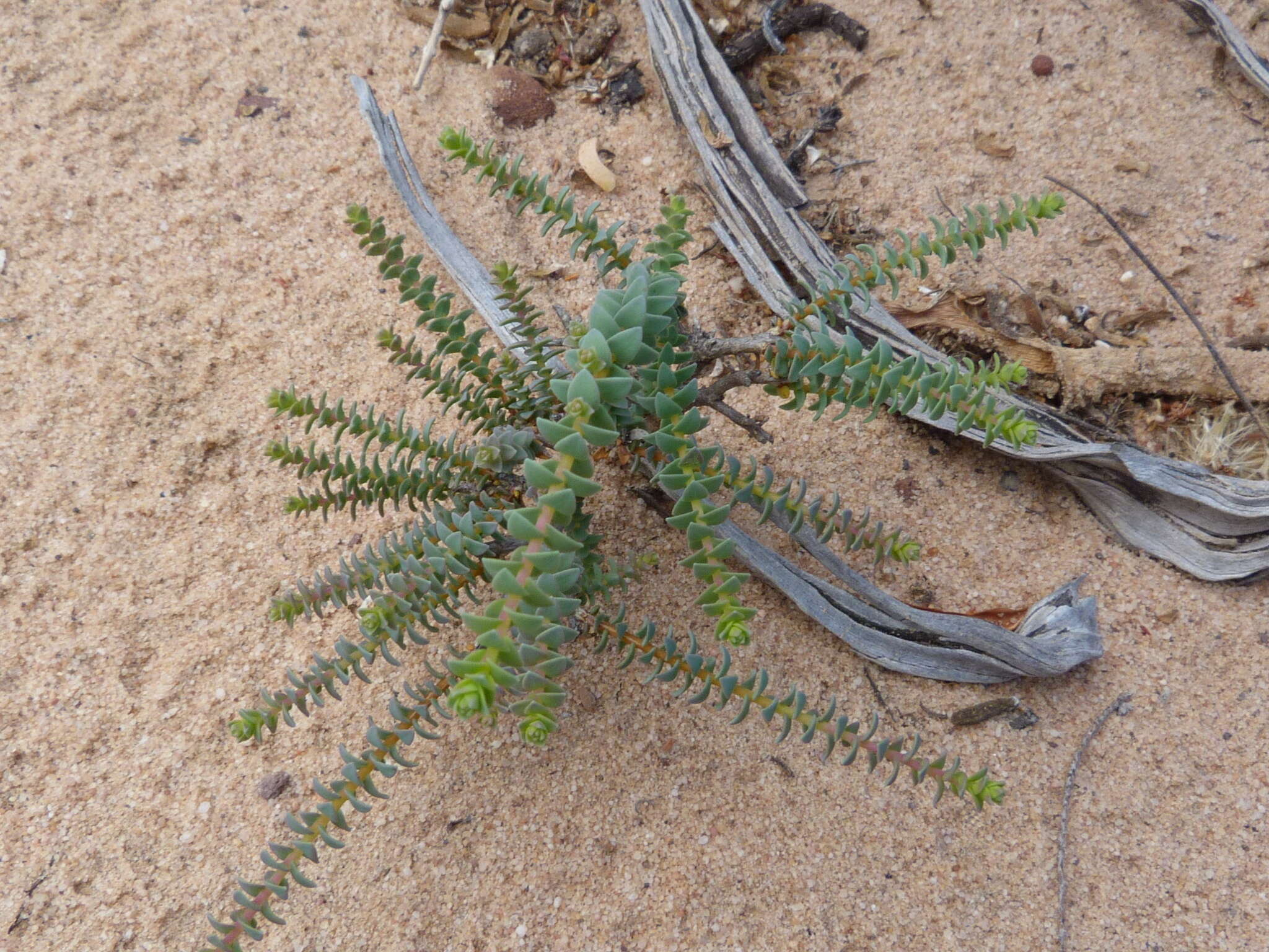 Image of Macrostylis hirta E. Mey. ex Sond.