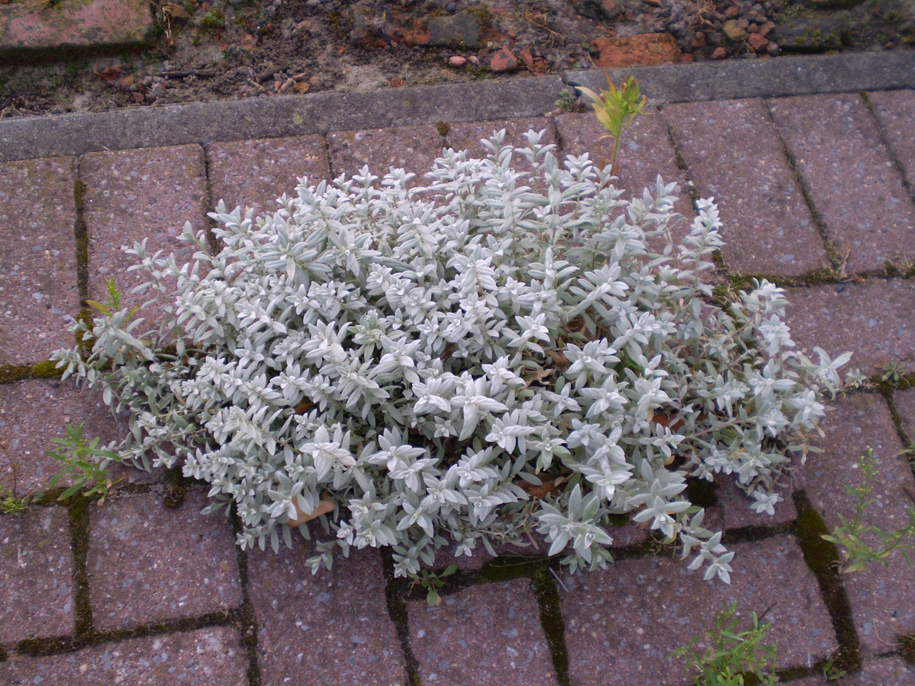 Image of Snow-in-summer