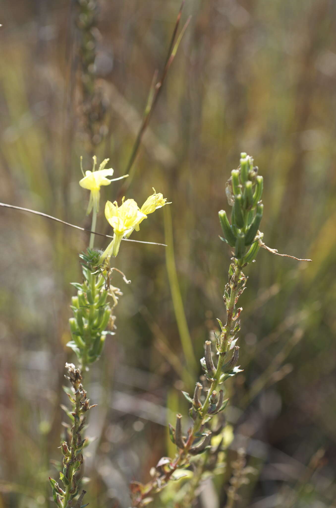 Oenothera clelandii W. Dietrich, P. H. Raven & W. L. Wagner的圖片