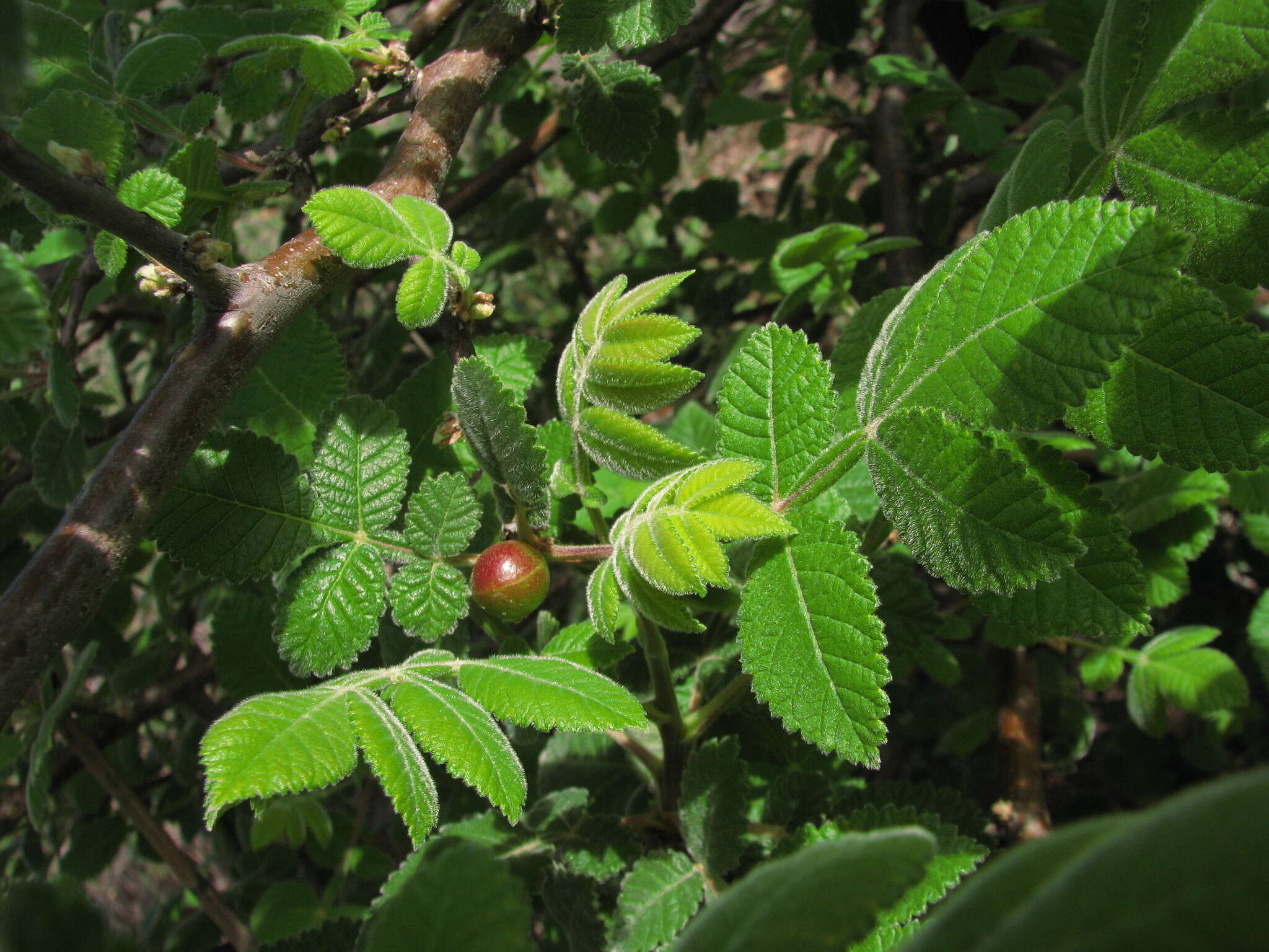 Image de Bursera palmeri S. Wats.