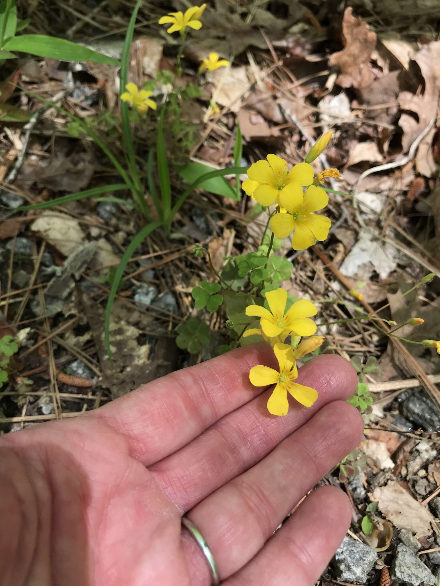 Imagem de Oxalis priceae subsp. colorea (Small) Eiten