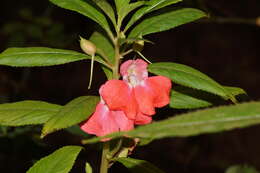 Image of spotted snapweed