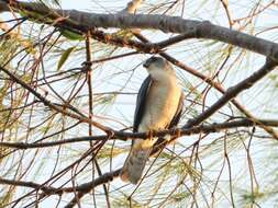 Image of Japanese Sparrowhawk