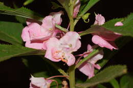 Image of spotted snapweed