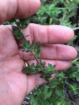 Image of Florida water aster