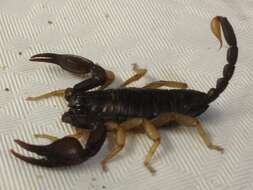 Euscorpius flavicaudis (De Geer 1778) resmi