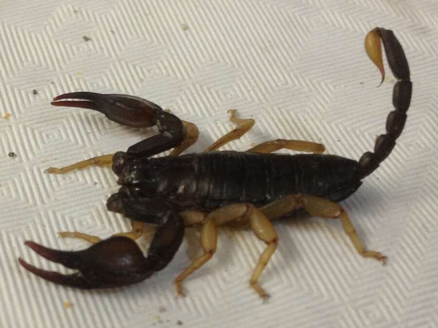 Euscorpius flavicaudis (De Geer 1778) resmi