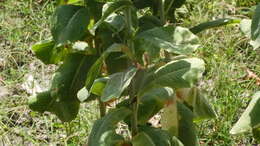 Image of garden lettuce