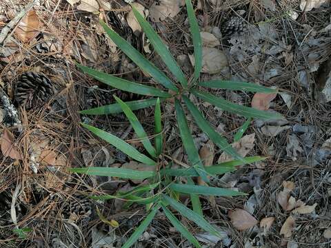 Image of Zamia loddigesii Miq.