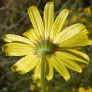 Imagem de Osteospermum sinuatum var. sinuatum