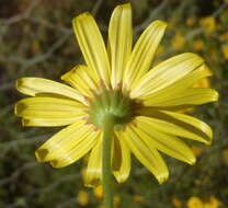 Plancia ëd Osteospermum sinuatum var. sinuatum