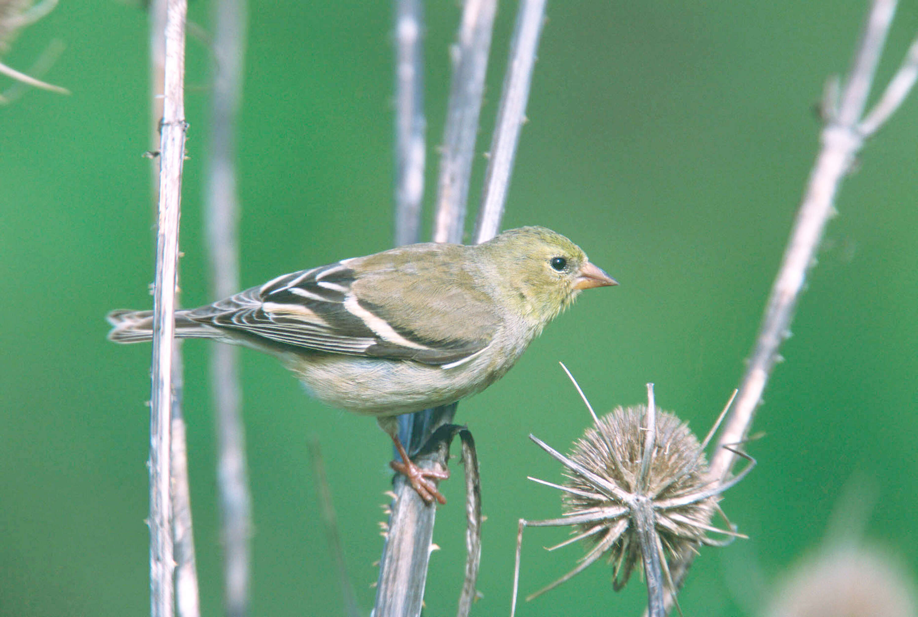 Image of American Goldfinch