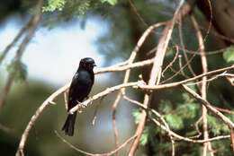 Image of Common Square-tailed Drongo