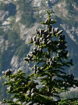 Image of subalpine fir