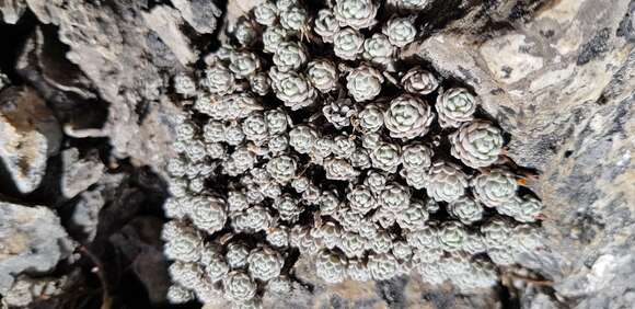 Image of Draba cryptantha Hook. fil.