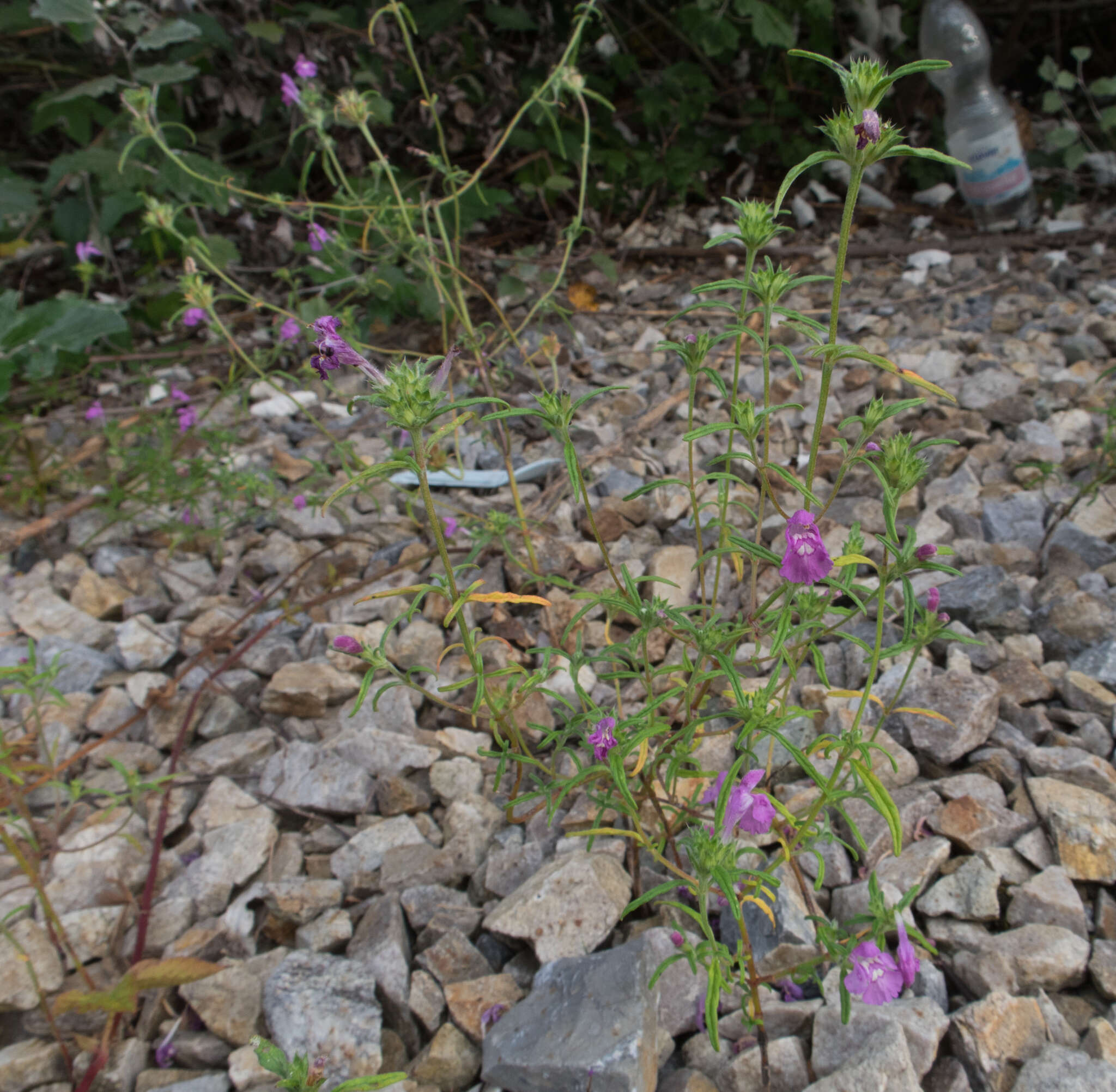 Imagem de Galeopsis angustifolia Ehrh. ex Hoffm.