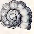 Image of Cyclostrema cingulatum (Philippi 1852)