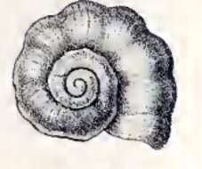 Image de Cyclostrema cingulatum (Philippi 1852)