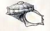Image of Cyclostrema cingulatum (Philippi 1852)