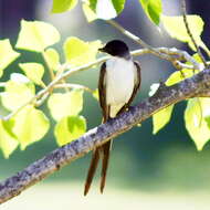 Image of Fork-tailed Flycatcher